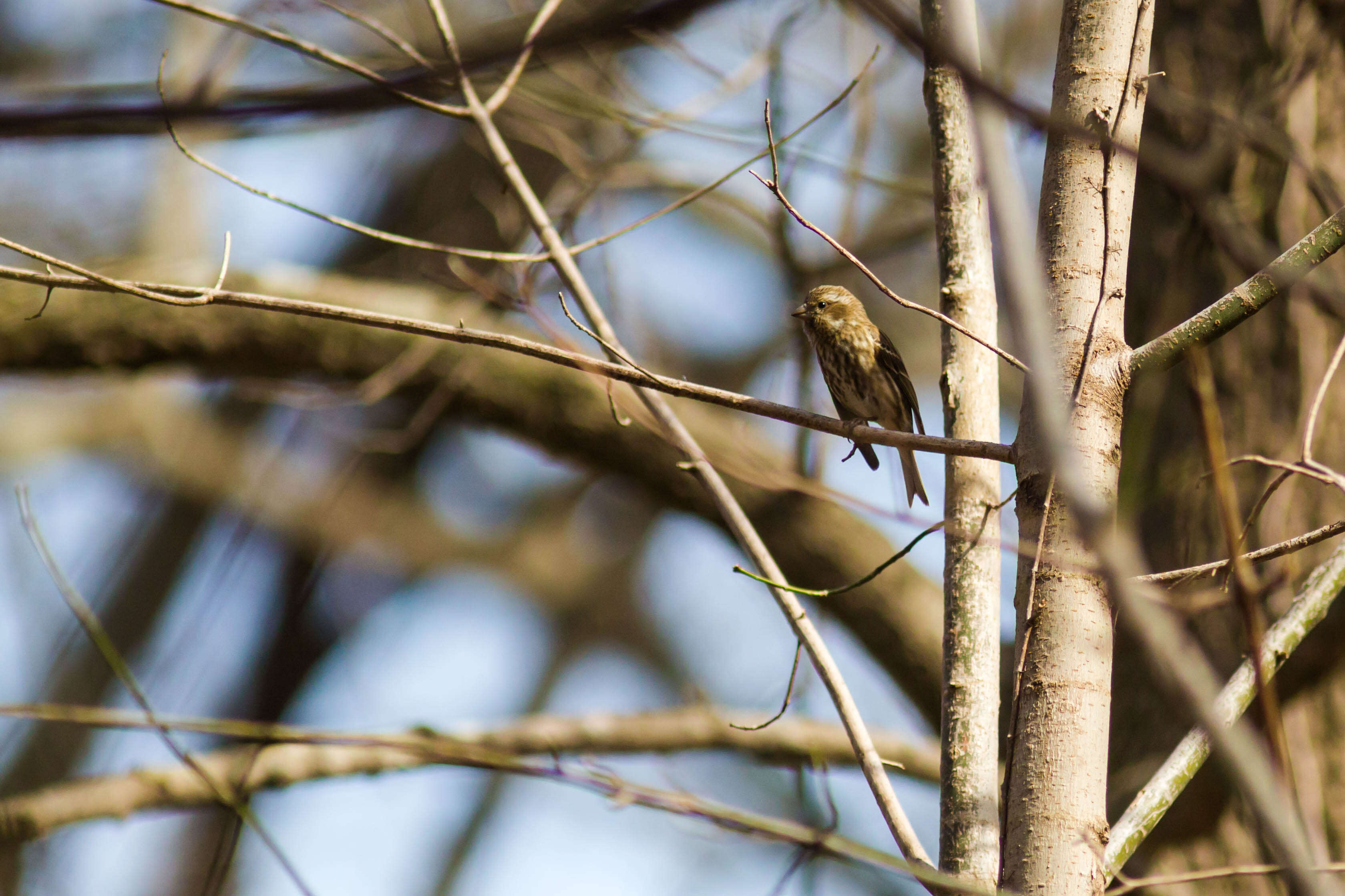 Image of Purple Finch