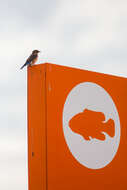 Image of Eastern Bluebird