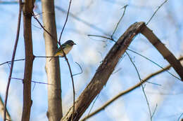 Image of Blue-headed Vireo