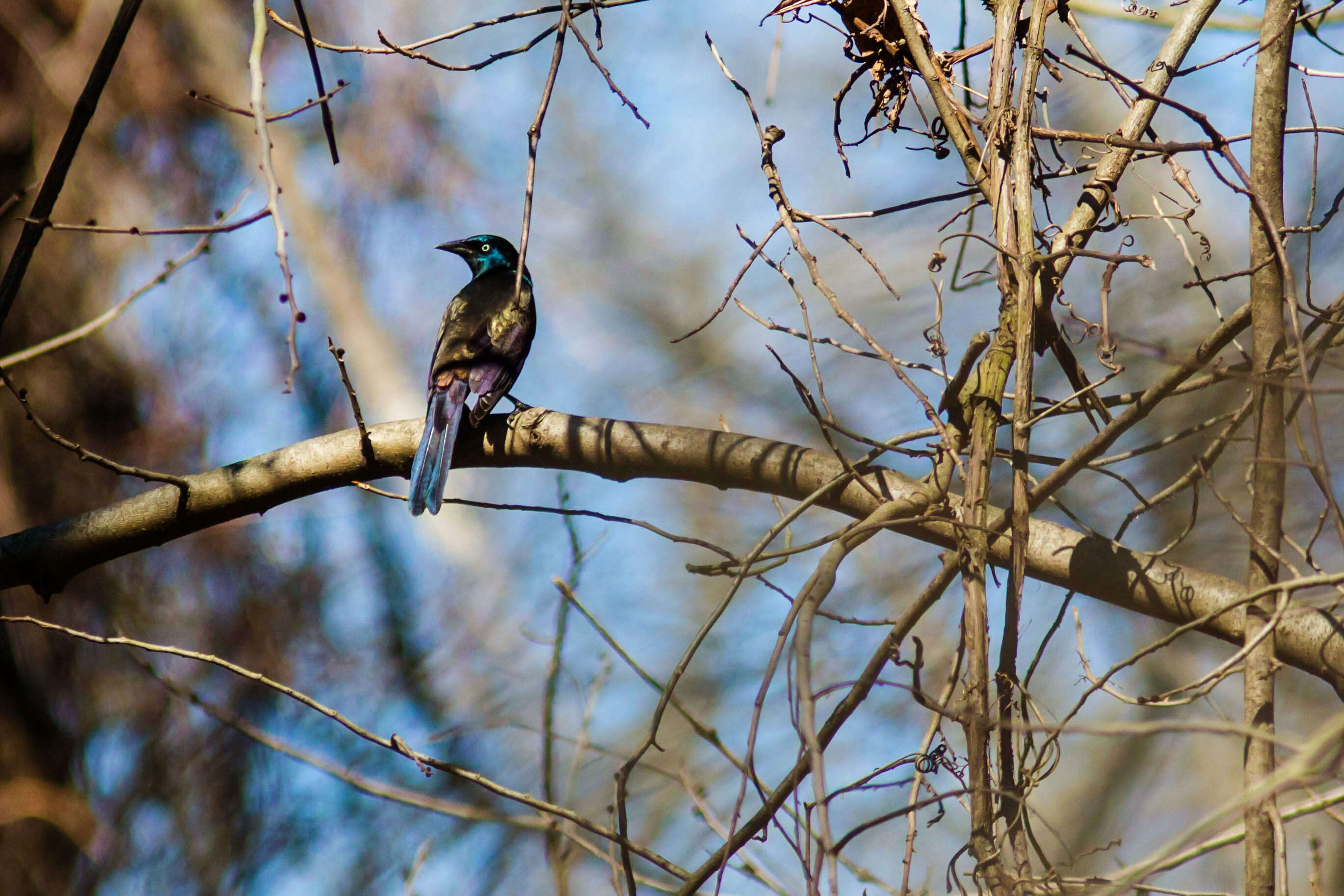 Image of Common Grackle