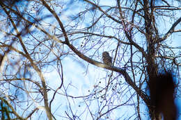 Image of Barred Owl