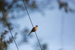 Image of American Mourning Dove