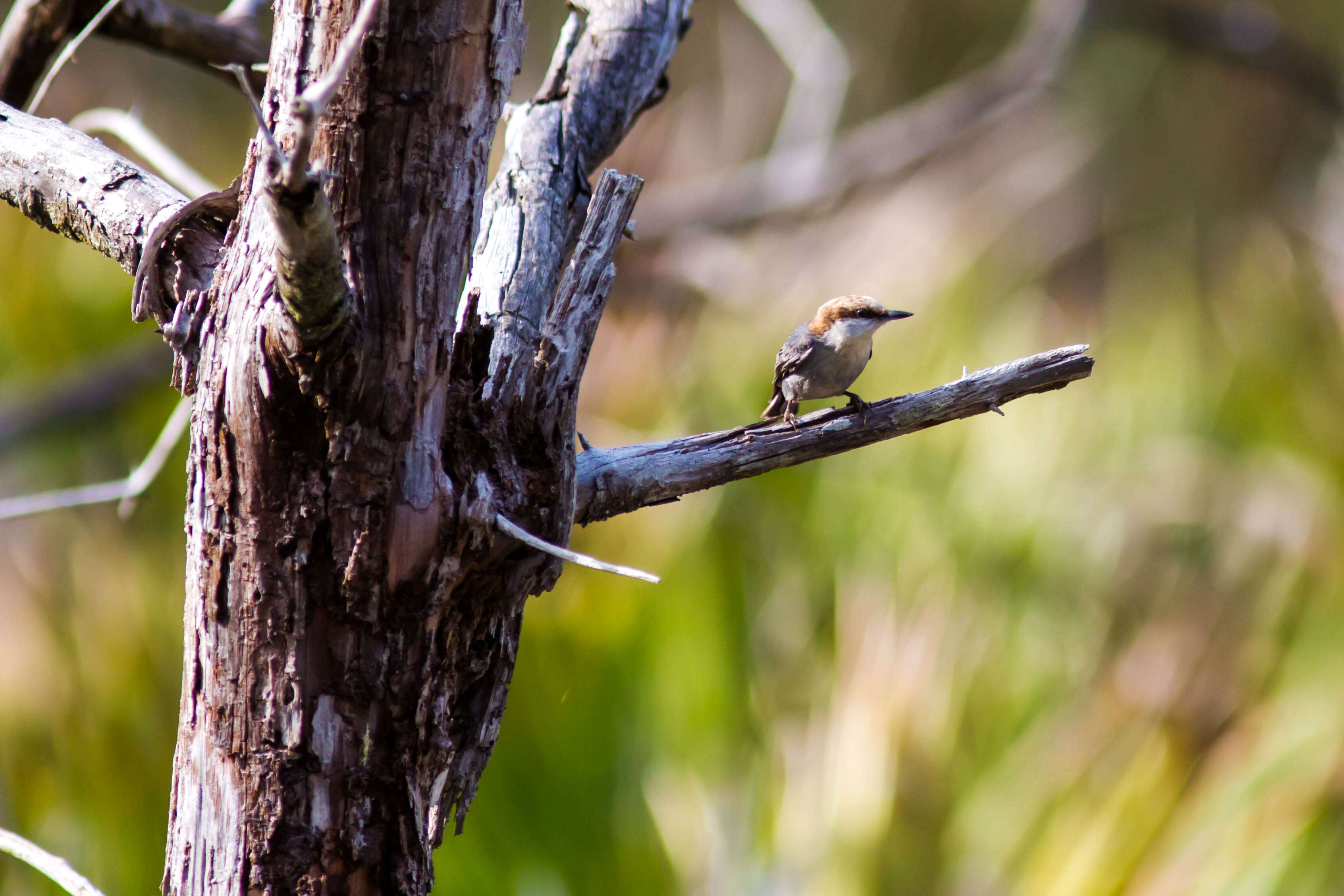 Image of Brown-headed Nuthatch