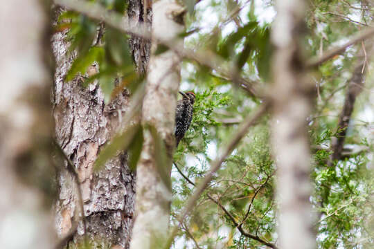 Image of Sapsucker