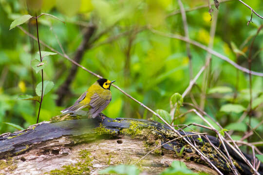 Слика од Setophaga citrina (Boddaert 1783)