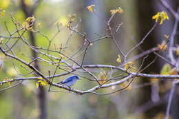 Image of gnatcatchers