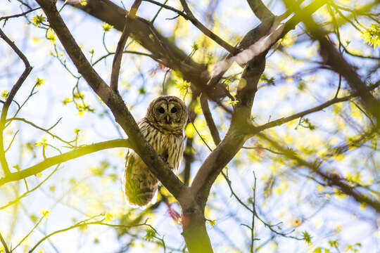 Image of Barred Owl