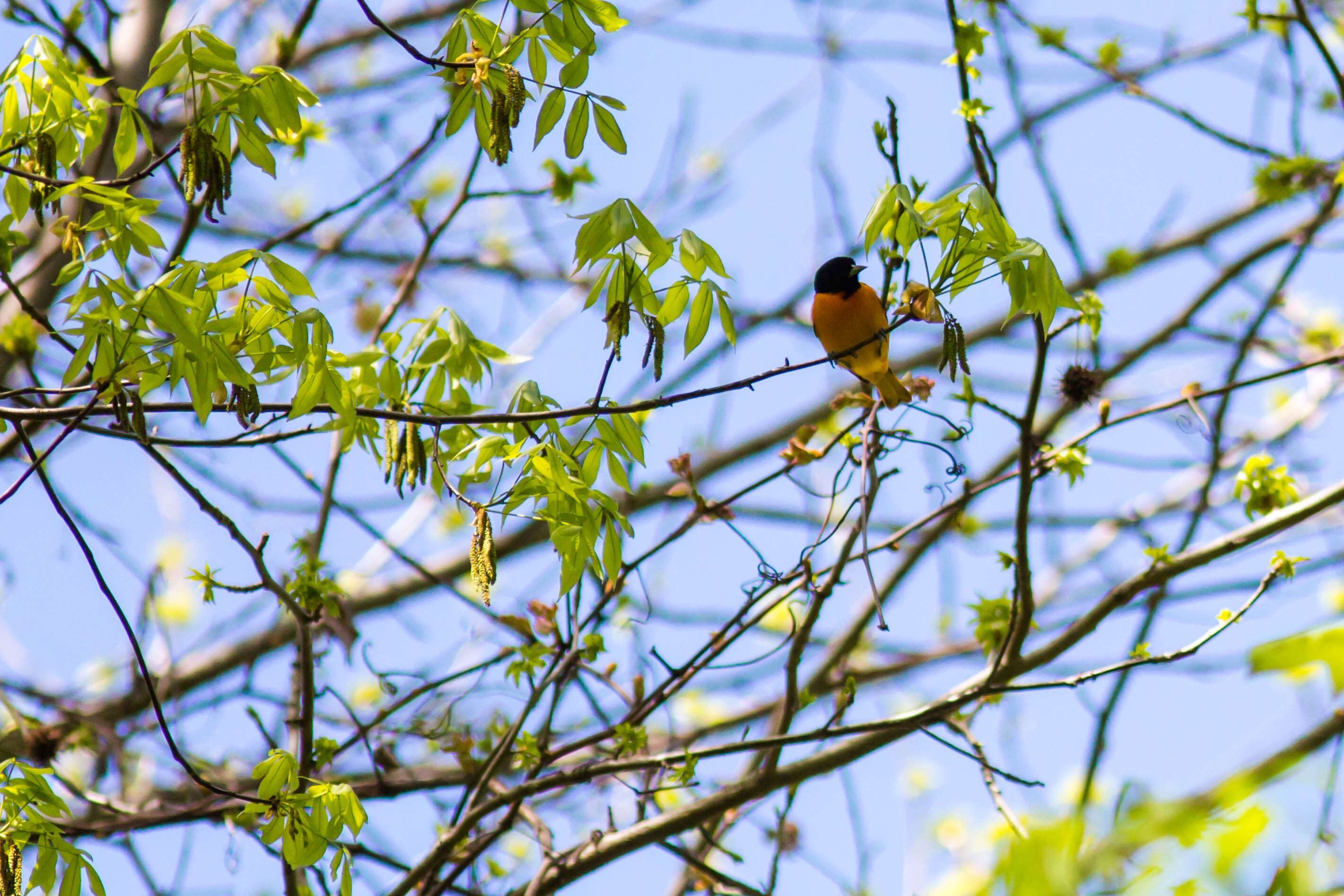 Image of Baltimore Oriole