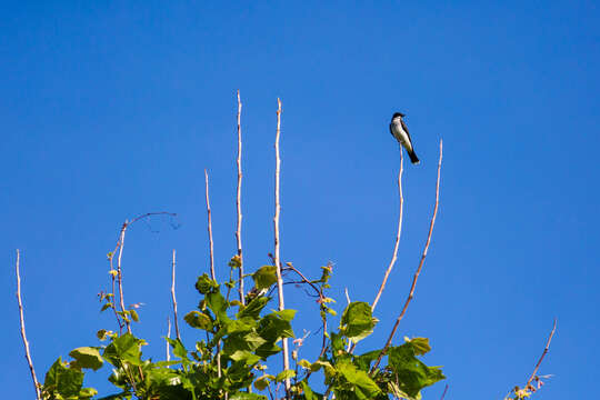 Image of Eastern Kingbird