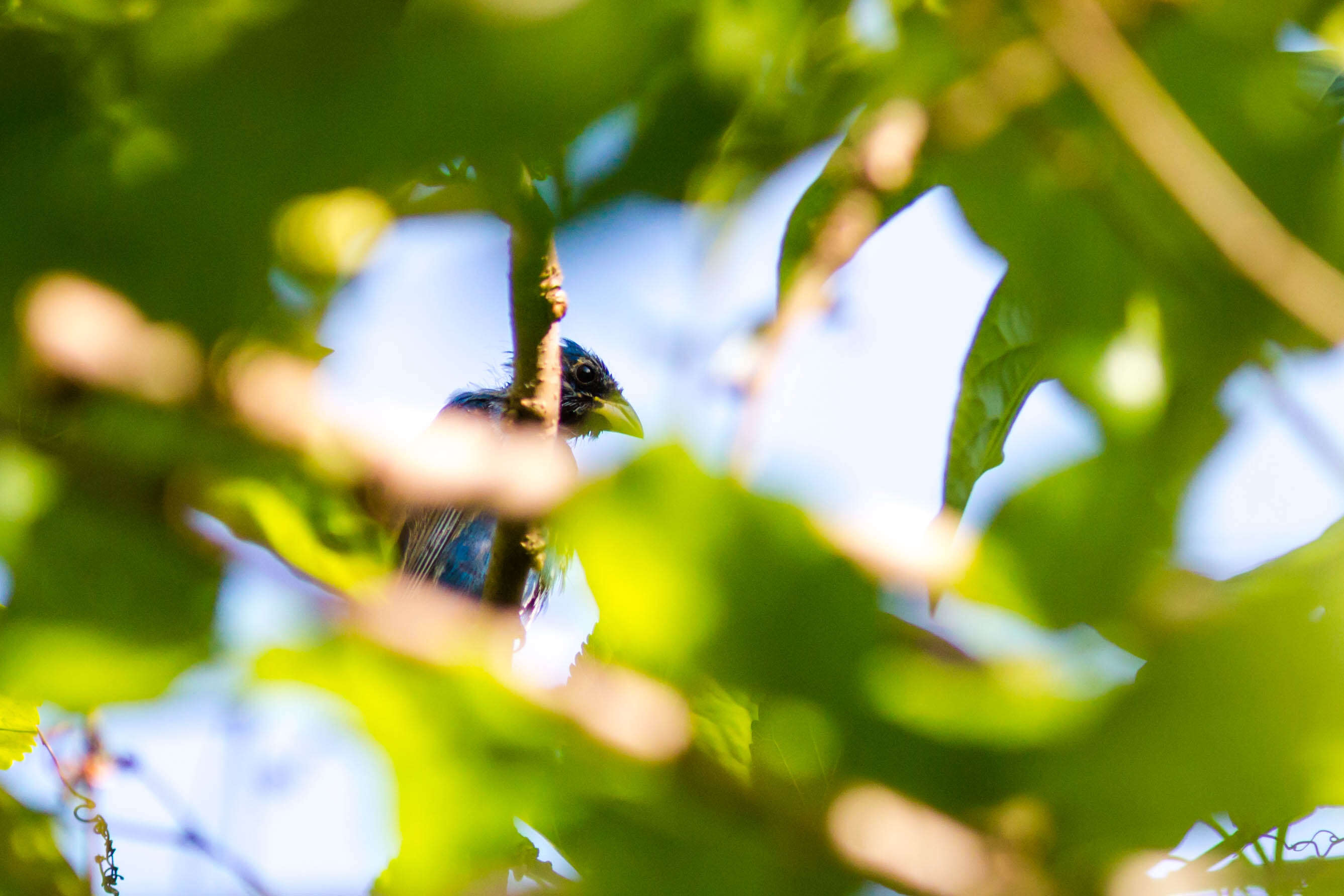 Image of Blue Grosbeak