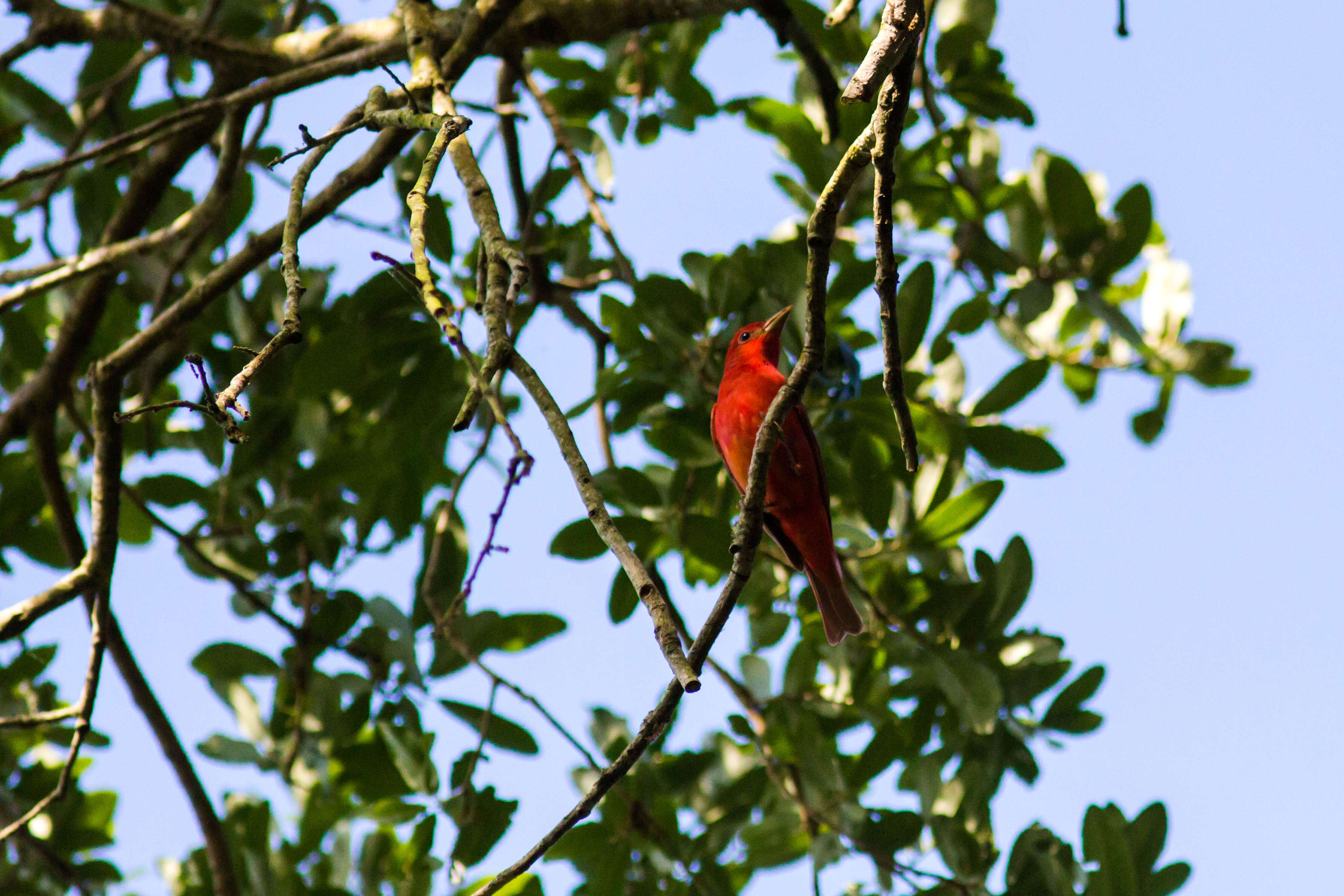 Imagem de Sanhaçu-vermelho