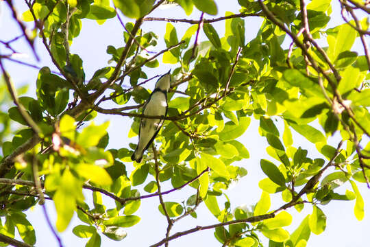 Image of Cerulean Warbler