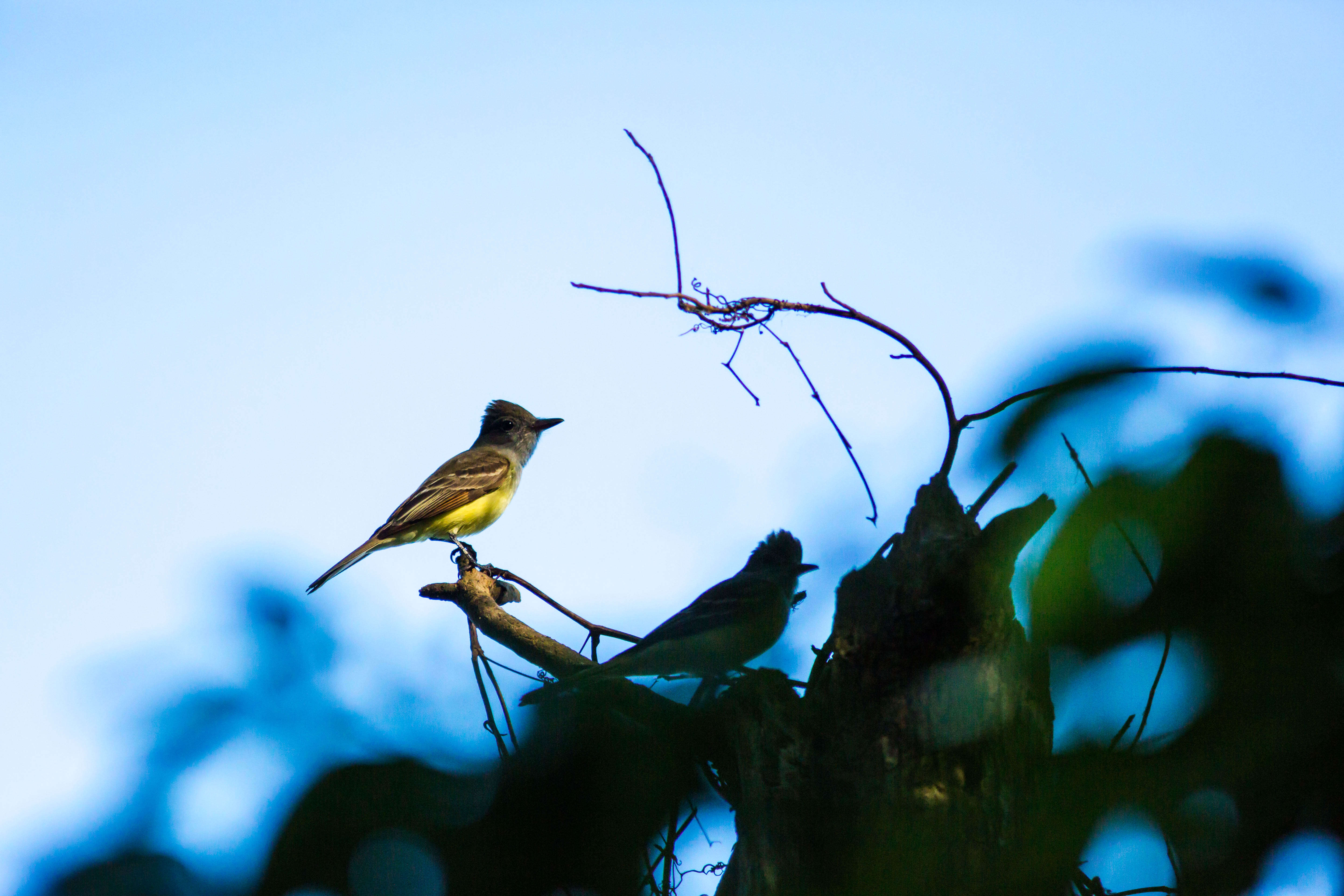 Image of Great Crested Flycatcher