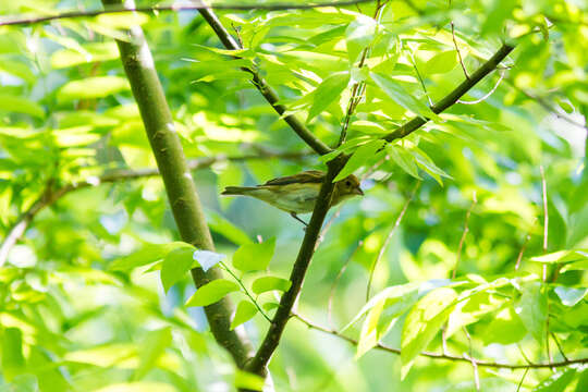 Image of Indigo Bunting