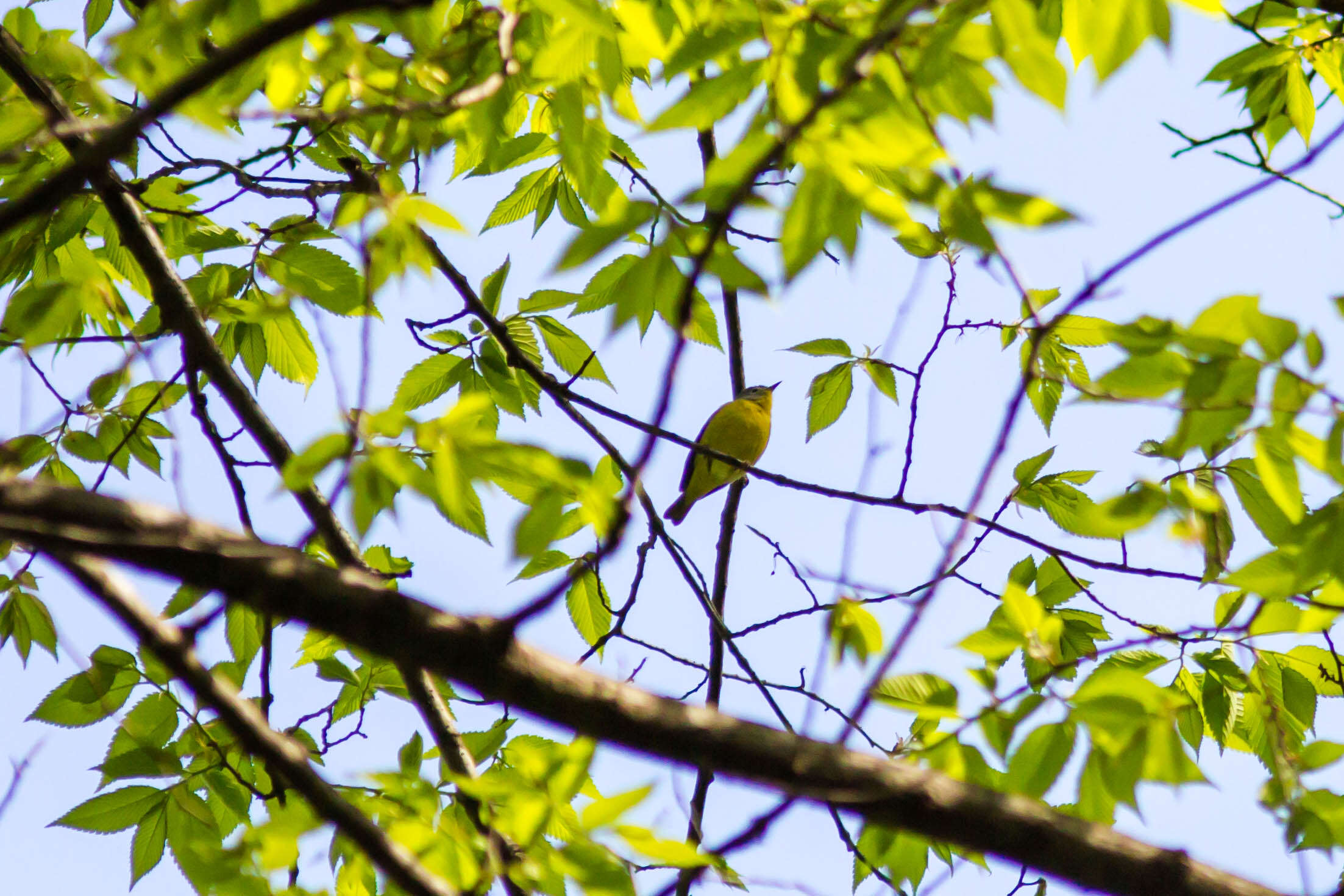 Image of Nashville Warbler