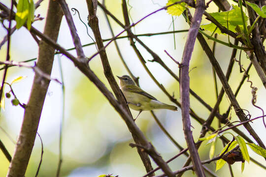 Image of Tennessee Warbler