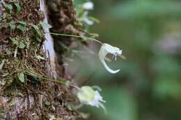 Image of Utricularia jamesoniana Oliv.