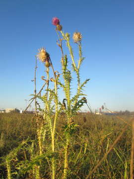 Слика од Carduus acanthoides L.