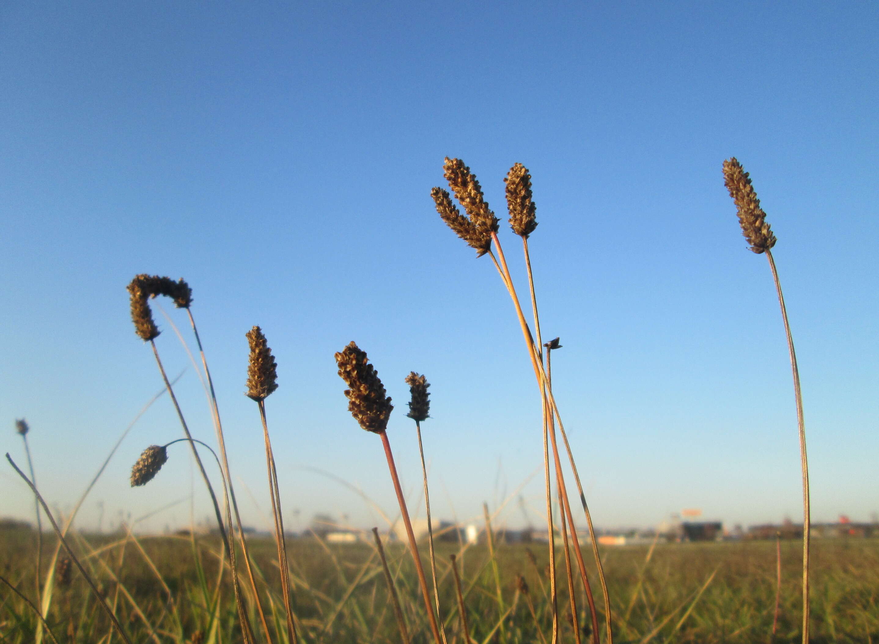 Image of Ribwort Plantain