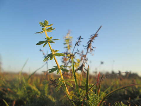 Image of White bedstraw