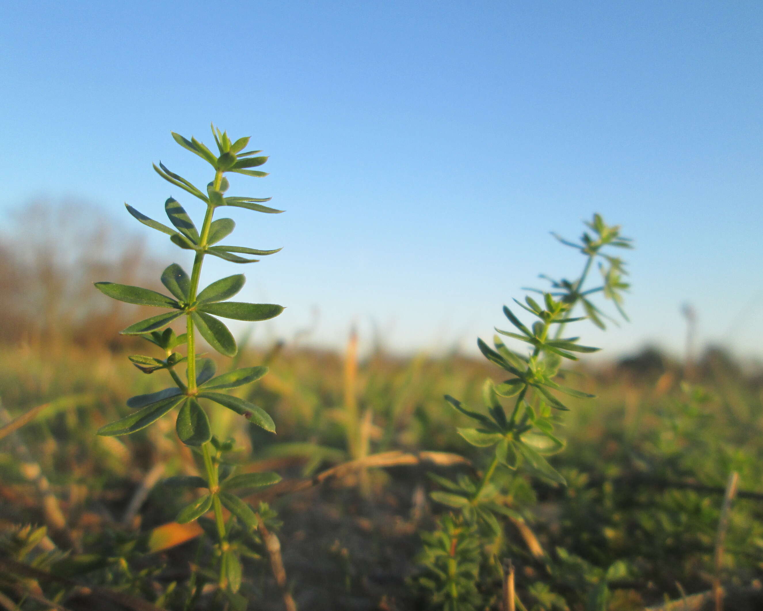 Image of White bedstraw