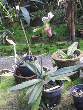 Image of Callus Paphiopedilum