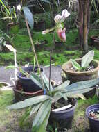 Image of Callus Paphiopedilum