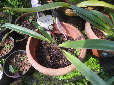 Image of Gratix's Paphiopedilum