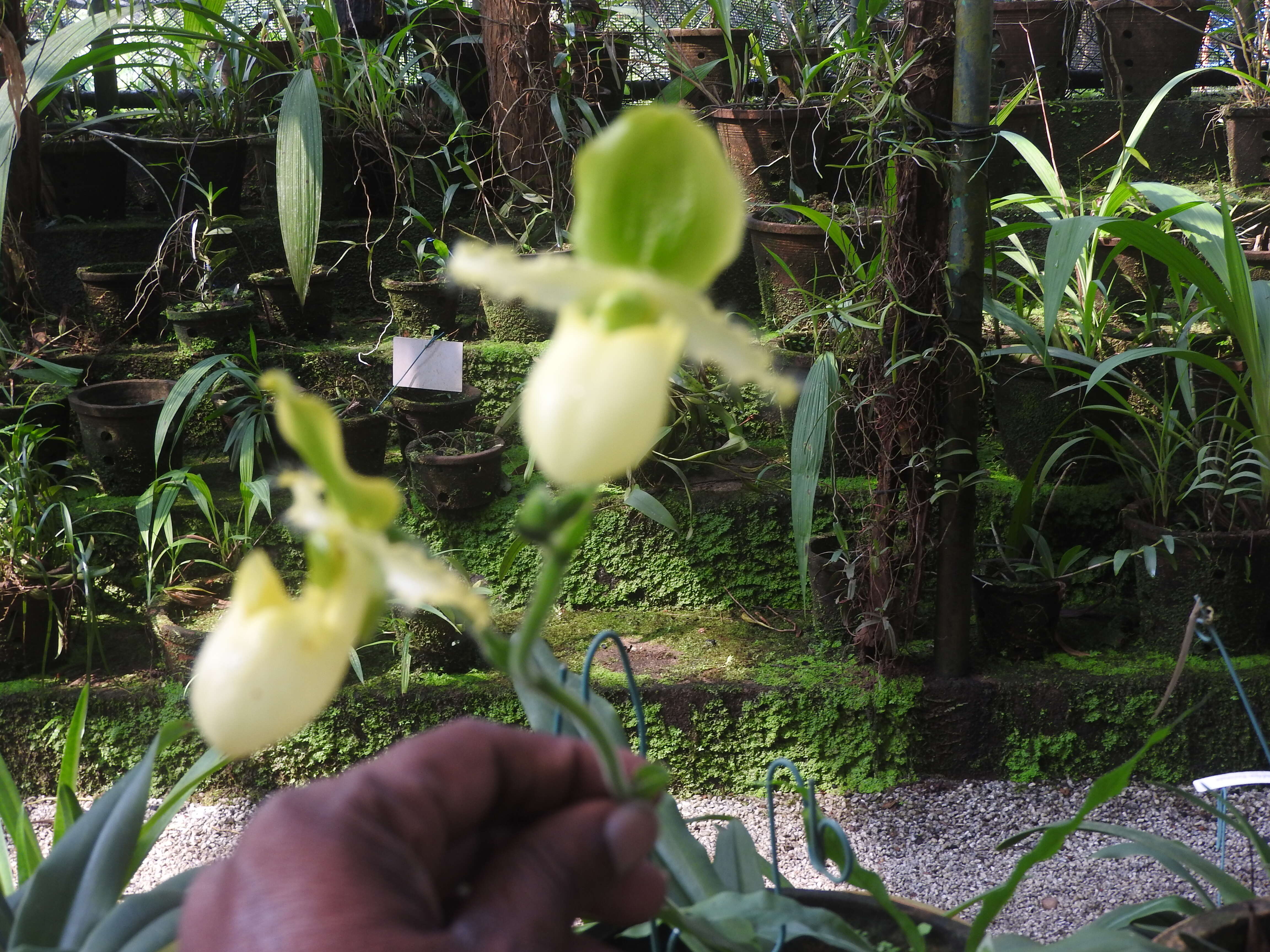 Image of Primrose Yellow Paphiopedilum