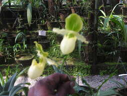 Image of Primrose Yellow Paphiopedilum