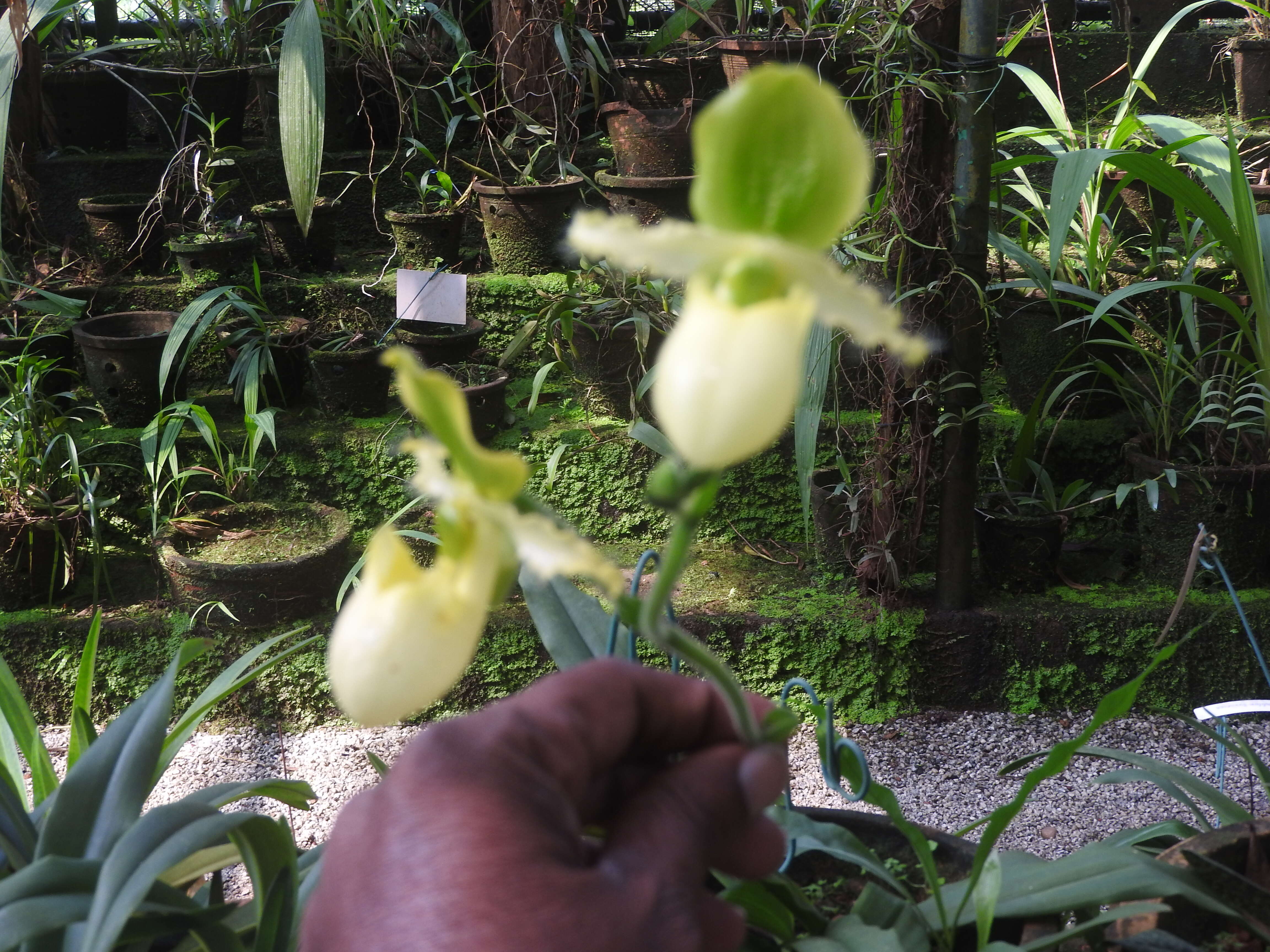 Image of Primrose Yellow Paphiopedilum