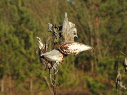 Image of common milkweed