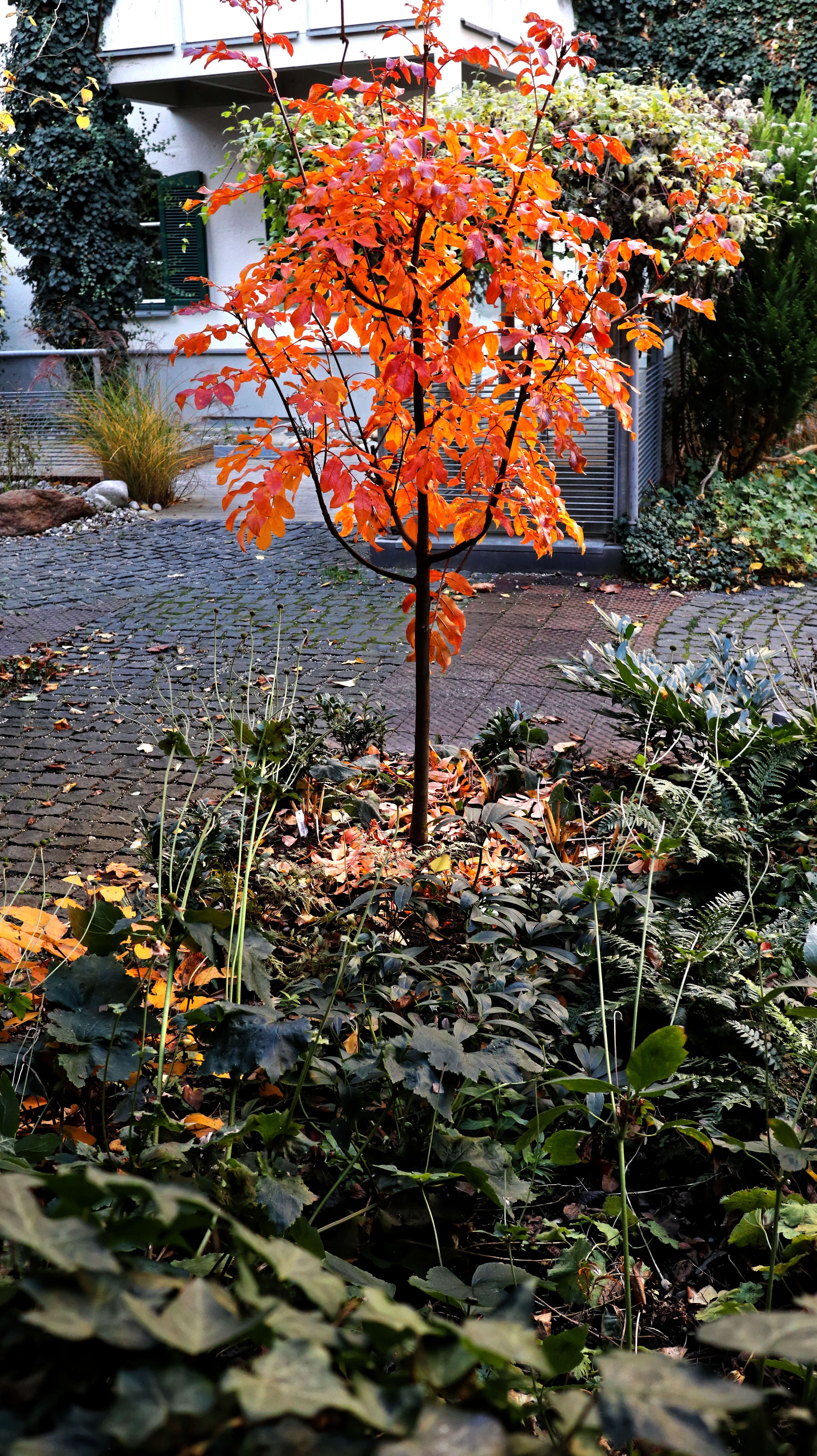 Plancia ëd Sorbus sargentiana Koehne