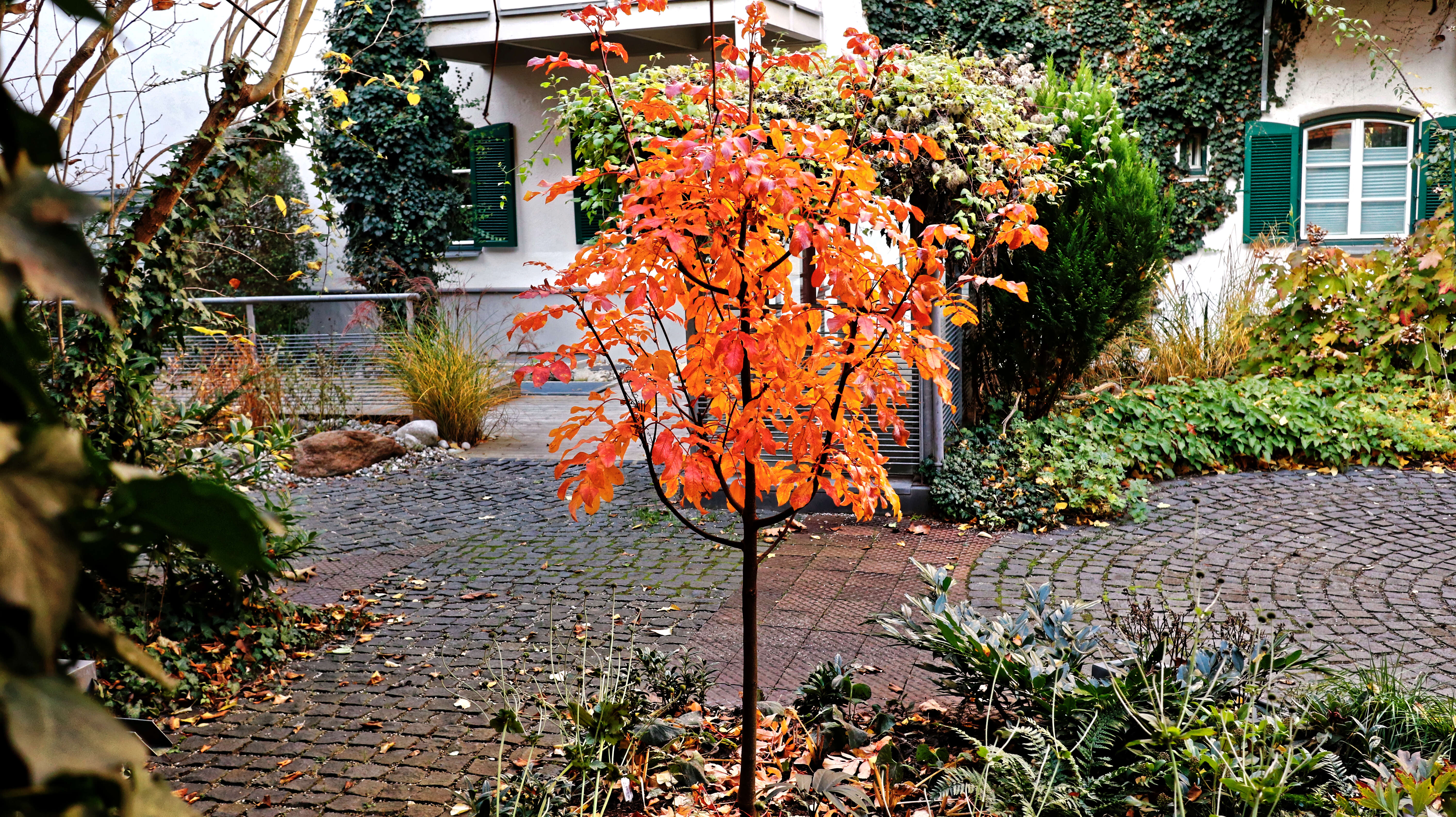 Plancia ëd Sorbus sargentiana Koehne