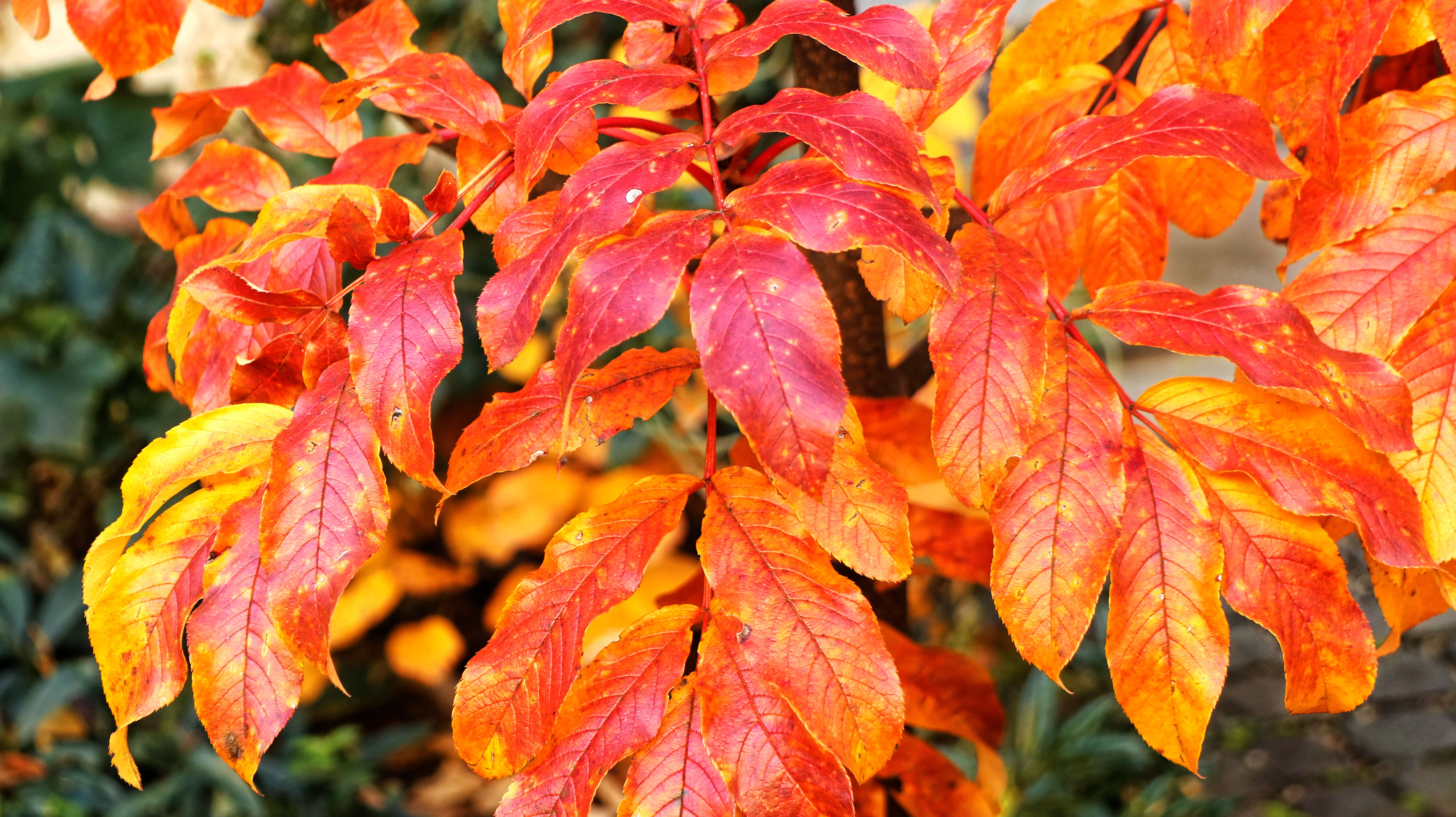 Plancia ëd Sorbus sargentiana Koehne