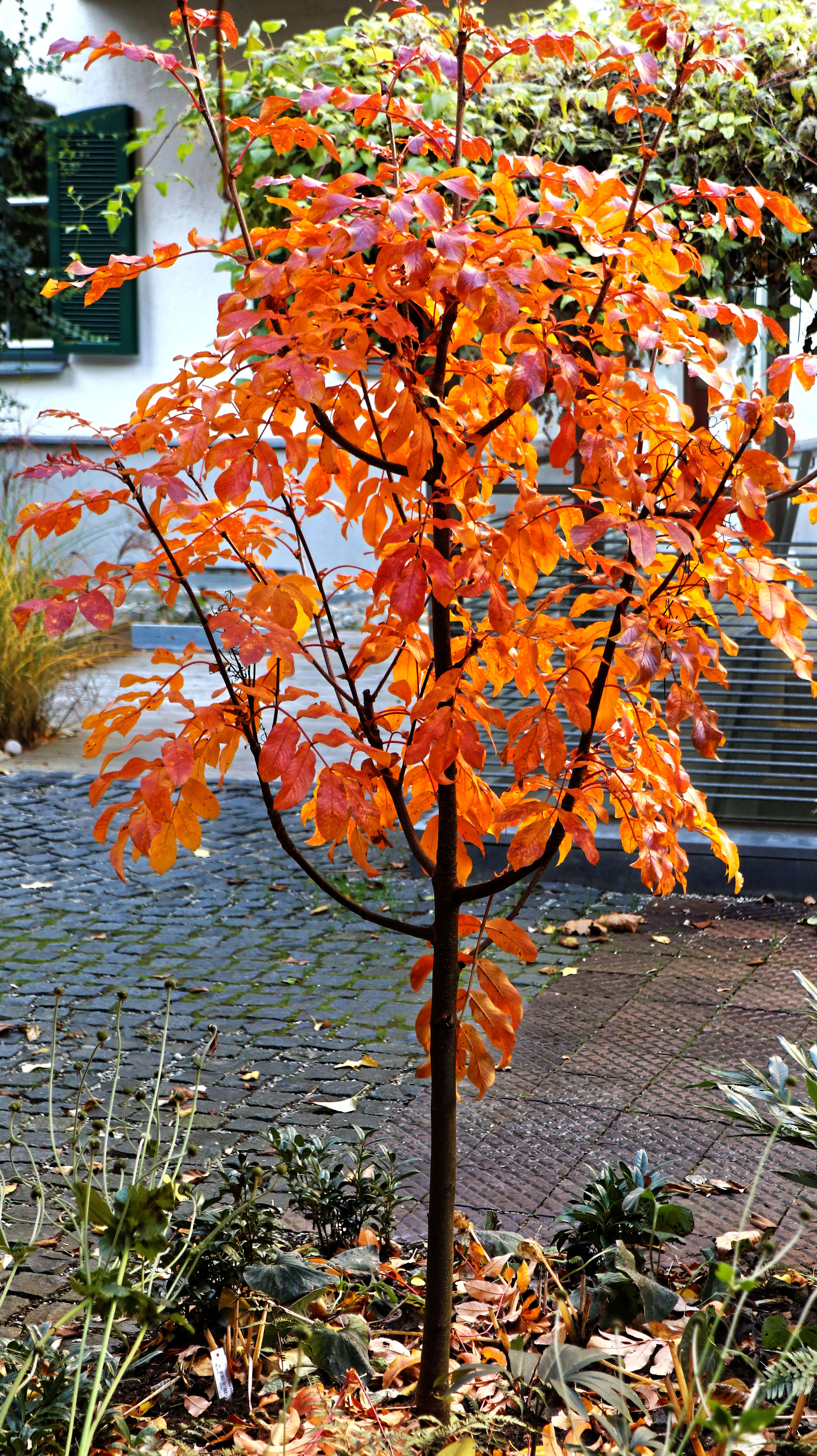 Plancia ëd Sorbus sargentiana Koehne