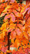 Plancia ëd Sorbus sargentiana Koehne