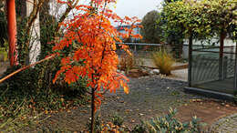 Plancia ëd Sorbus sargentiana Koehne