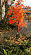 Plancia ëd Sorbus sargentiana Koehne