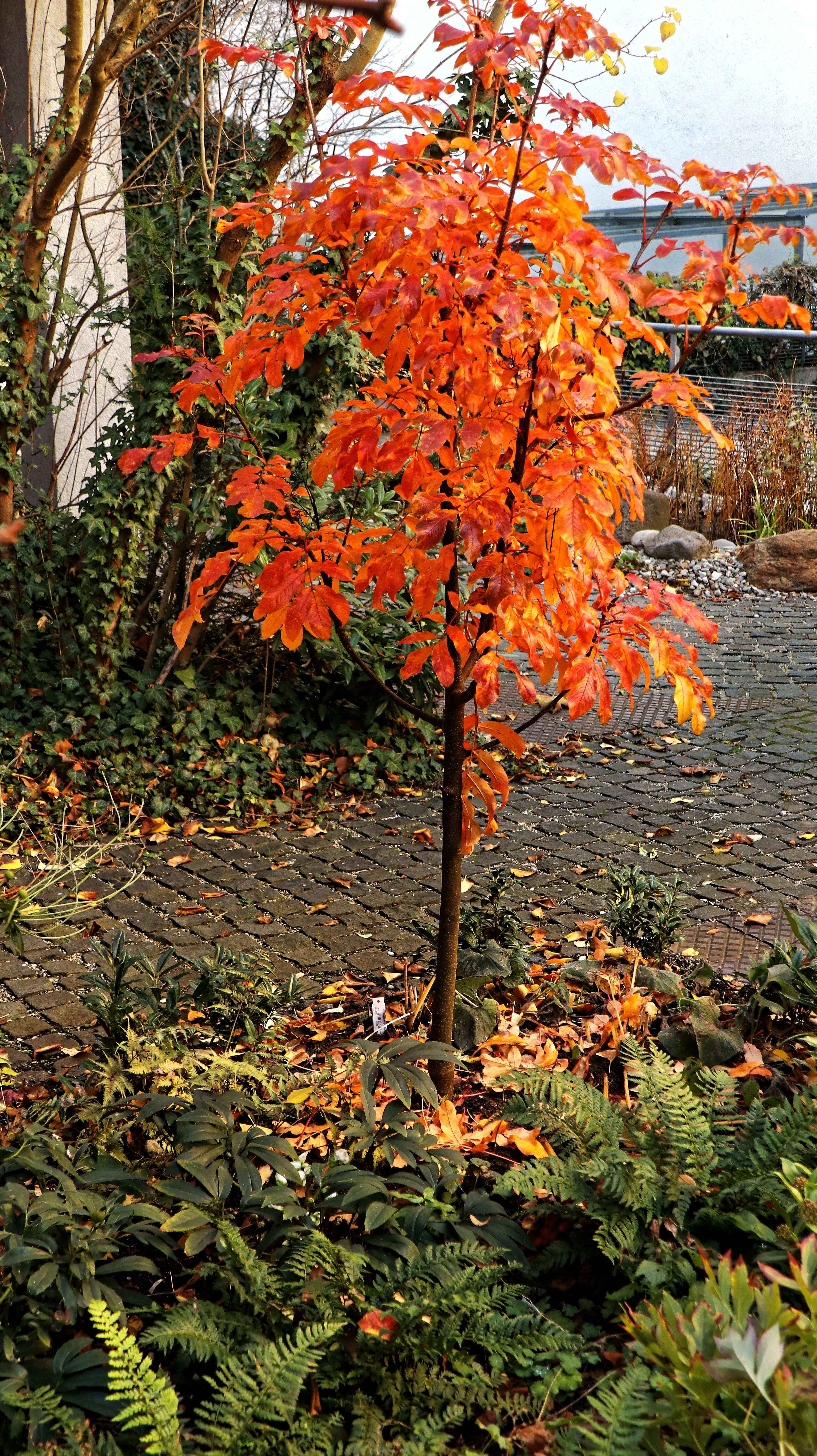 Plancia ëd Sorbus sargentiana Koehne