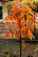 Plancia ëd Sorbus sargentiana Koehne