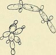 Imagem de Pichiaceae