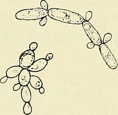 Imagem de Pichiaceae