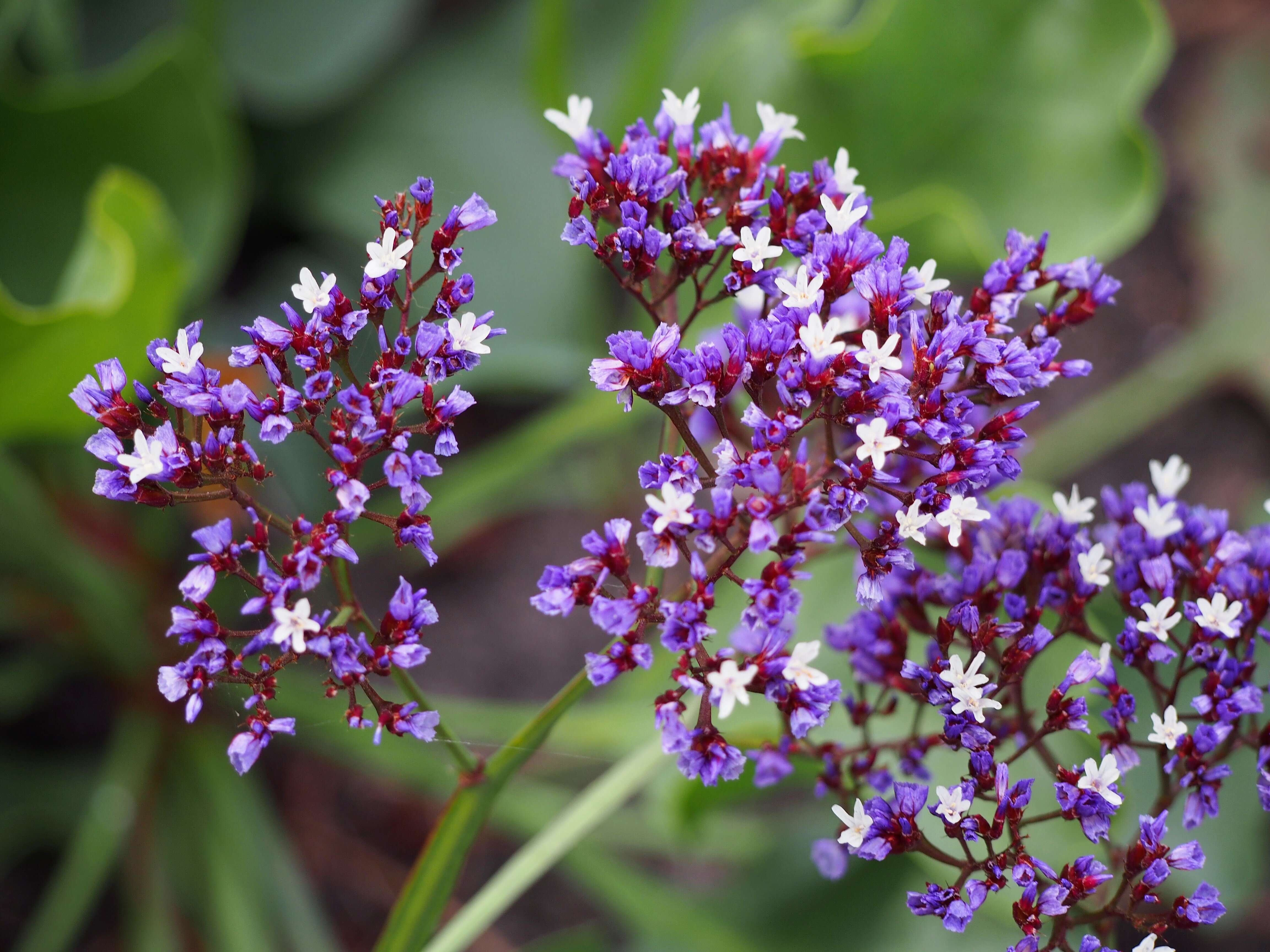 Limonium perezii (Stapf) F. T. Hubbard ex L. H. Bailey resmi