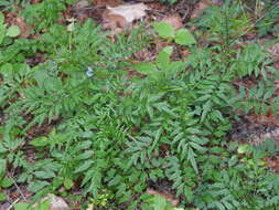 Image of Narrow-leaved Bittercress