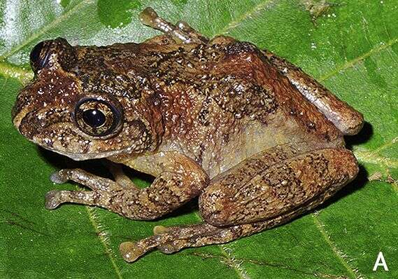 Image of Jerdon's Bubble-nest Frog