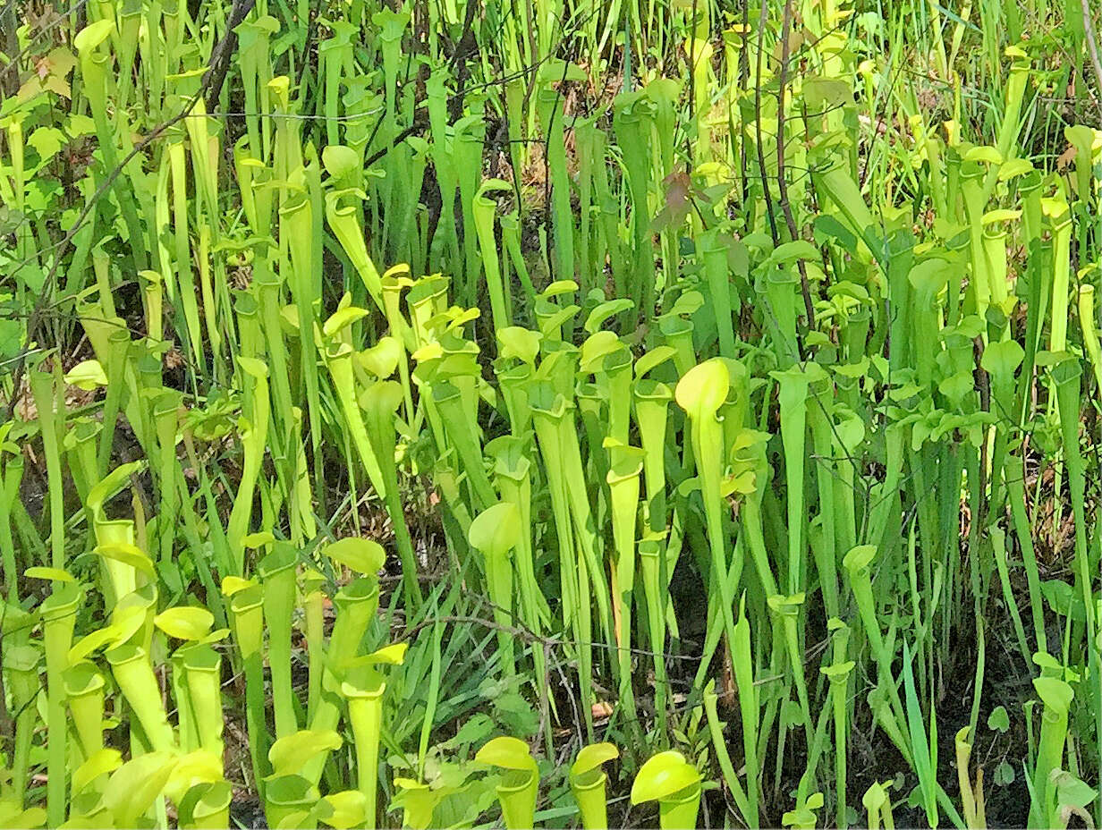 Image of Yellow Trumpets