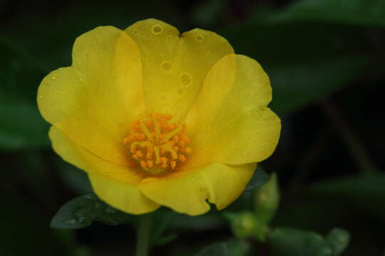 Image of wingpod purslane