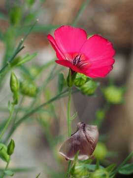 Image of flowering flax