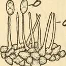 Imagem de Phomopsis phaseoli (Desm.) Sacc. 1915
